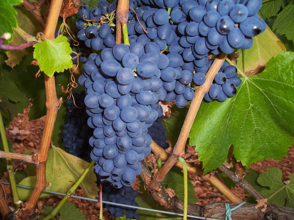 49122887932_95127caca7_b