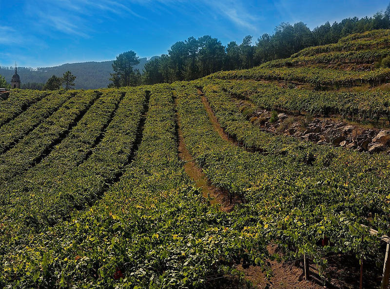 p1elpm5ra8v0486u9o2pbf13mo3