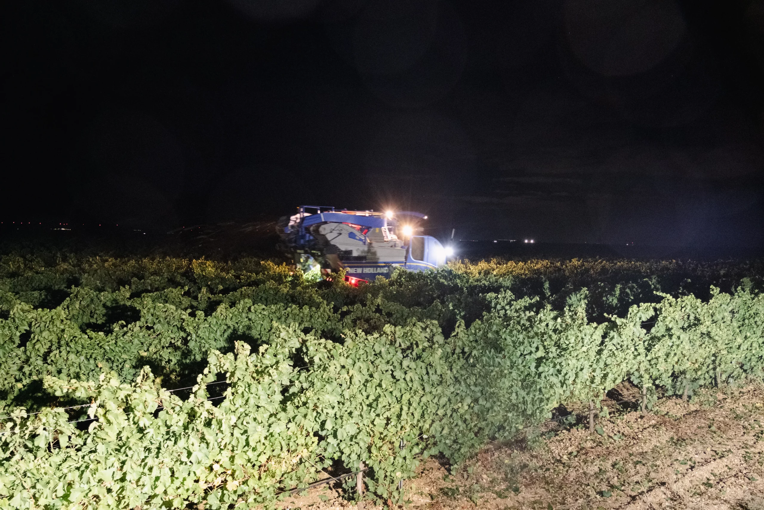 vendimia-2025-oro-de-castilla-scaled